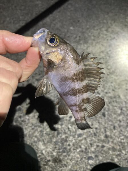 サイズ伸びず苦戦