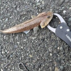 ショアジギング