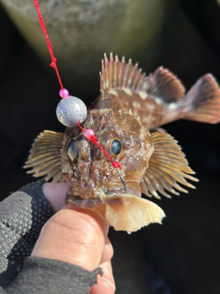 2026.No.4 ライトゲーム