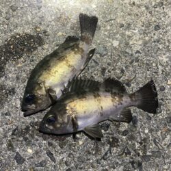 明石メバリング