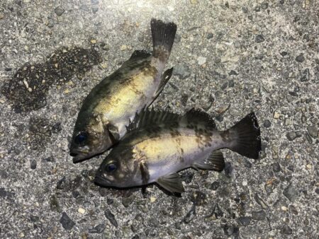 明石メバリング