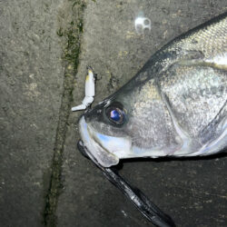 Xデイの前日大潮三日目でも楽しめた！