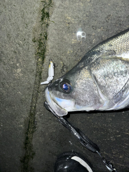 Xデイの前日大潮三日目でも楽しめた！