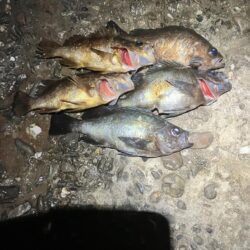 東二見メバル24