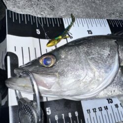 【中潮四日目】困ったらボトムネチリンコ！