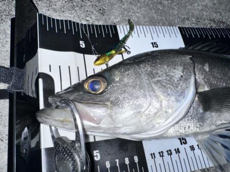 【中潮四日目】困ったらボトムネチリンコ！