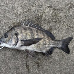 エビ撒きでチヌあたり多い