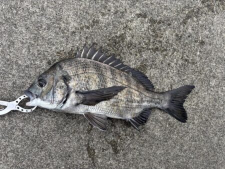 エビ撒きでチヌあたり多い