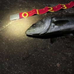 久しぶりの釣行で70cmGET☆