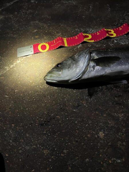 久しぶりの釣行で70cmGET☆