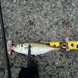 やはり水温か？