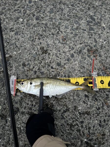 やはり水温か？