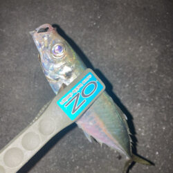 シーバスロッドでフロートアジング