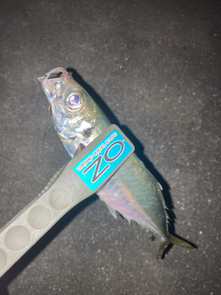 シーバスロッドでフロートアジング