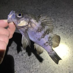 安定のメバリング