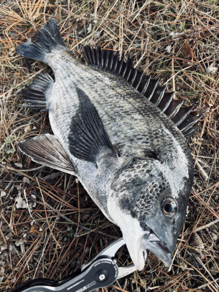 ヘチって来ました