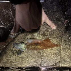 ボウズ続きでやっと初ヤリイカキャッチ