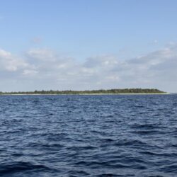 アオリイカティップラン