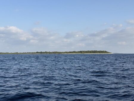 アオリイカティップラン