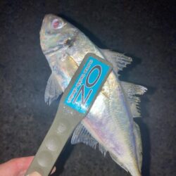 ナイト　フロートアジングでアジ14匹GET