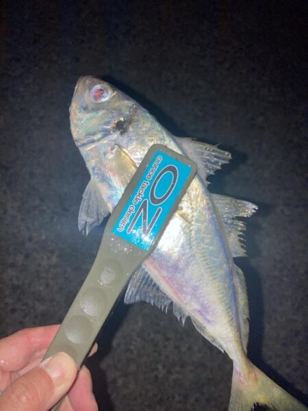 ナイト　フロートアジングでアジ14匹GET