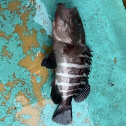 大原沖、ヒラメマハタ