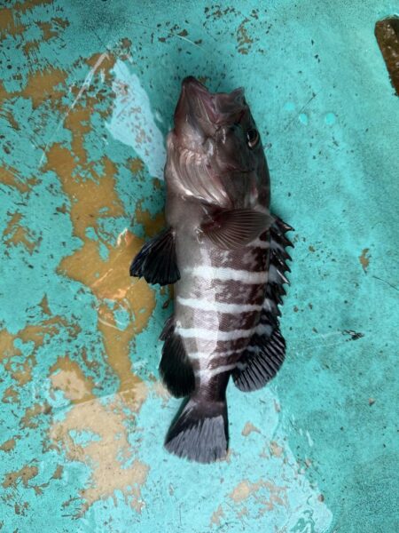 大原沖、ヒラメマハタ