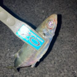 シーバスロッドでフロートアジング