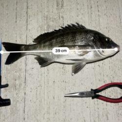 久しぶりのチヌ