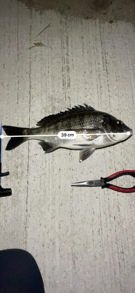 久しぶりのチヌ