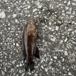 沖縄本部、穴釣り