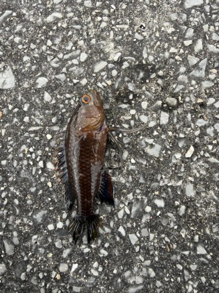 沖縄本部、穴釣り