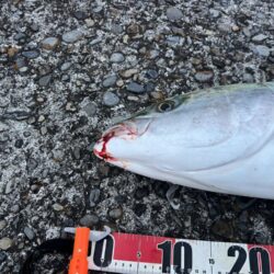 今シーズン初勝利！フルドラグで真っ向勝負！