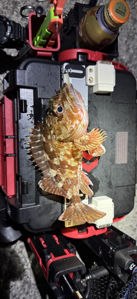 アジどこ居んの？