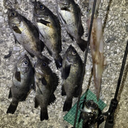 アジングのはずが、、