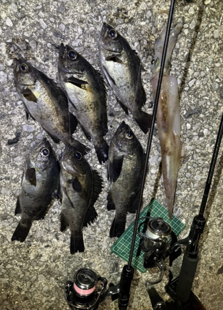 アジングのはずが、、