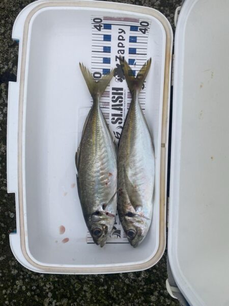 サゴシが入れ食い