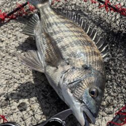 ヘチってきました