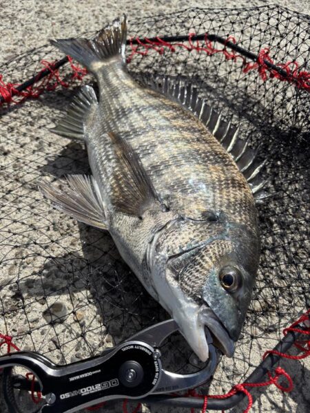 ヘチってきました