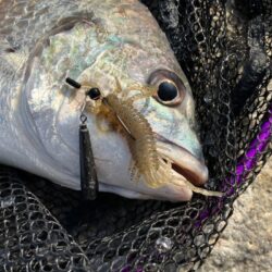 久々のデイチニング釣果