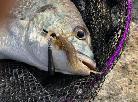 久々のデイチニング釣果