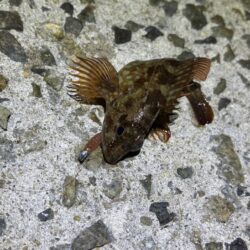 軽量ジグ単でガシラが反応！