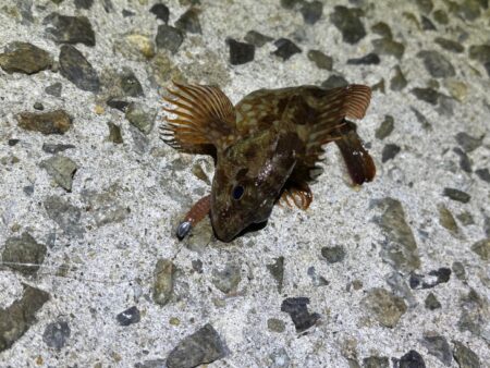 軽量ジグ単でガシラが反応！