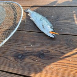 初めてのサーモン釣り｜家島海上釣り堀水宝で釣り大会！