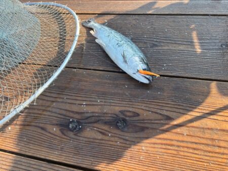 初めてのサーモン釣り｜家島海上釣り堀水宝で釣り大会！