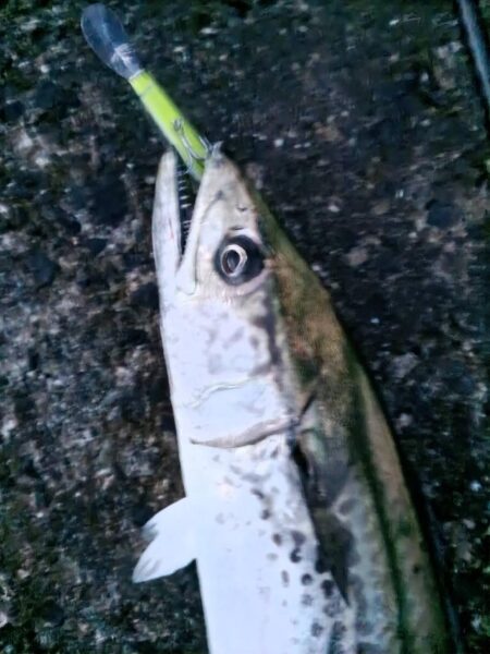 丸々したサワラ