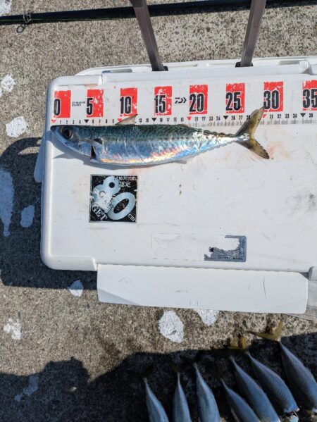 １年振りに水軒一文字へ