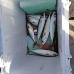 久しぶりの近場