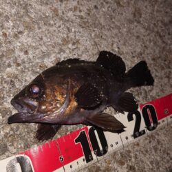 電気ウキ釣り 5