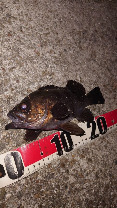 電気ウキ釣り 5